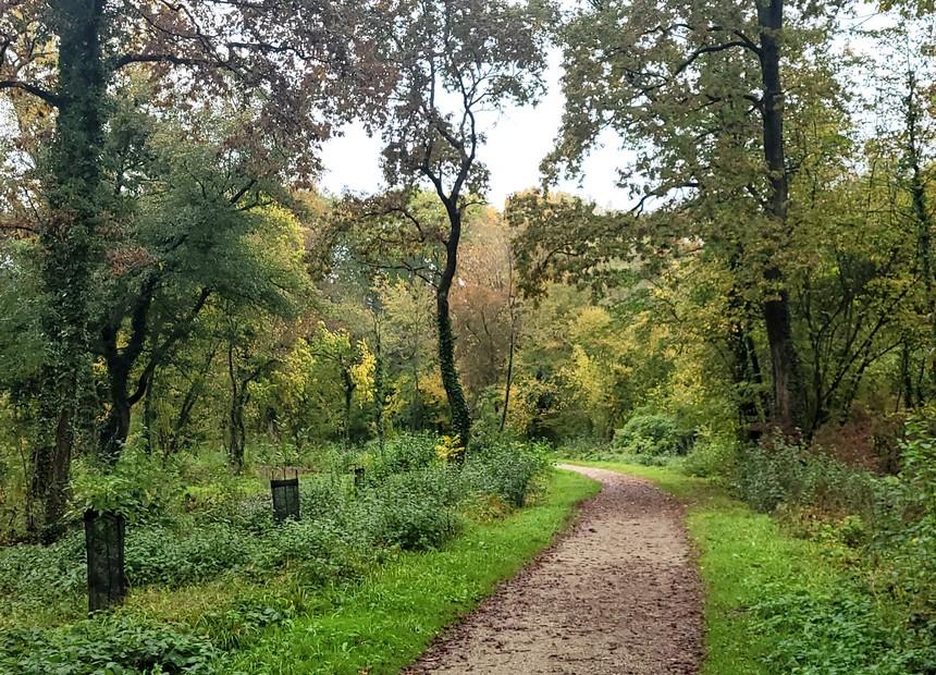 Article | Promenade dans la forêt de Gambsheim