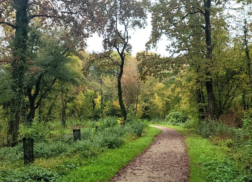 2023 11 02 article promenade dans la foret de gambsheim