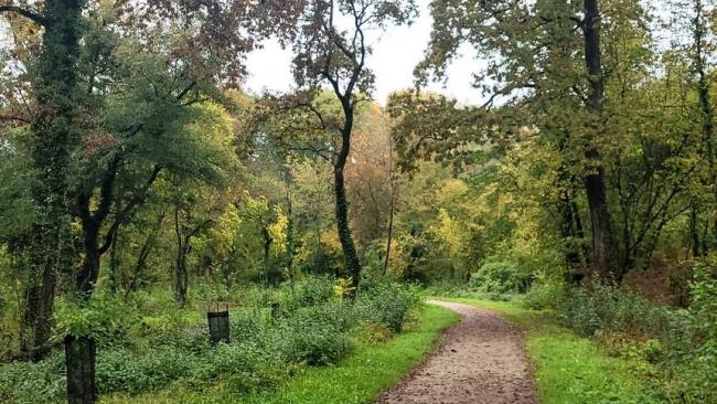 Article | Promenade dans la forêt de Gambsheim